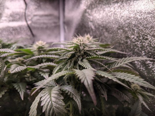 Anyone ever heard of Nudes Seeds?
