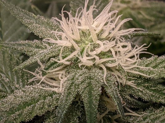 Anyone ever heard of Nudes Seeds?