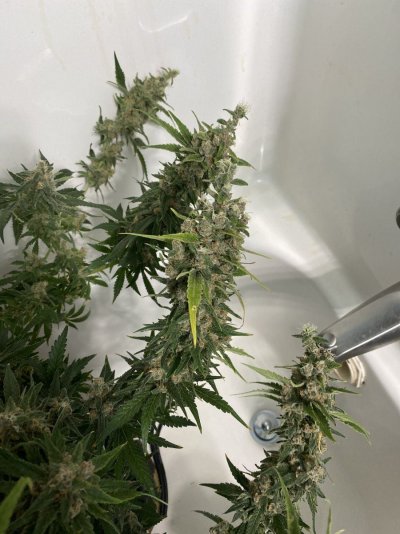 peyote-cookies-at-day-64--chop-3.jpeg