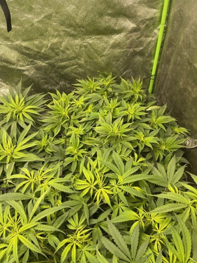 Hello can someone help me diagnose my girl