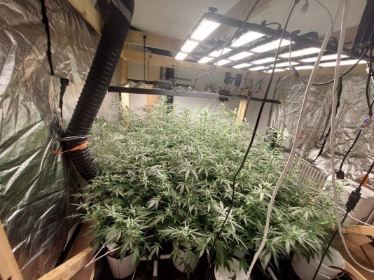 Just showing my first grow.