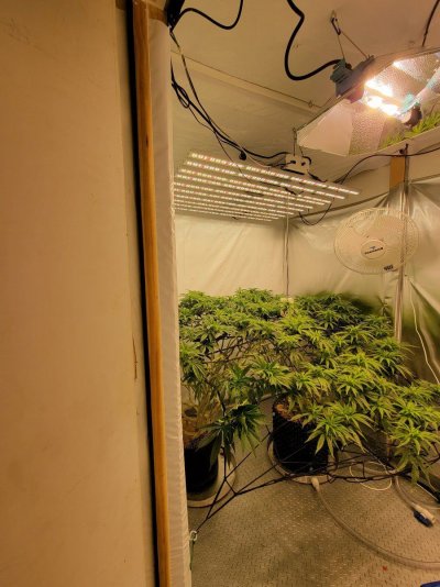 What are these thin fan leaves? 120+days in veg