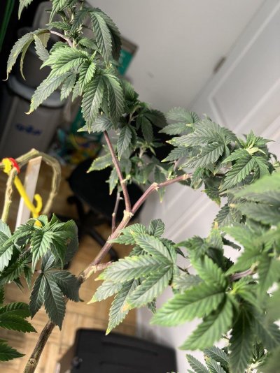 Can you Help Double confirm diagnoses