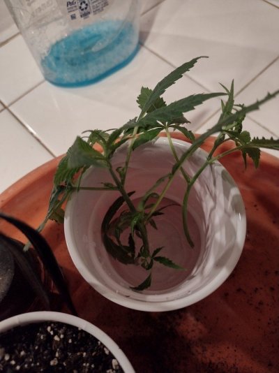 General clone discussion  rooted AND rotted?