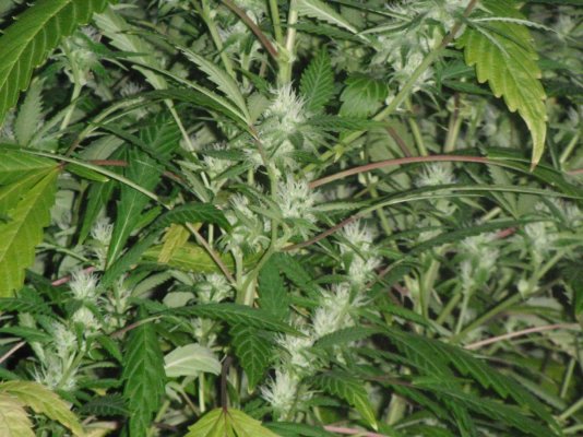 perpetual buds