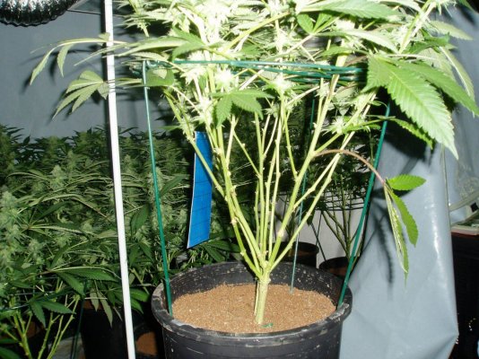 QUESTION about screening your canopy/tent?