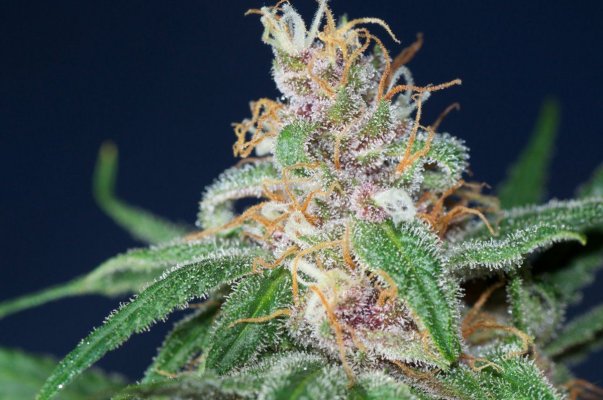 Plush Berry #2