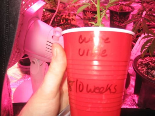 pure alien white urkle lemon larry og 03 17 11 003.JPG