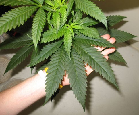 leaf.jpg
