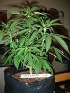 White Urkle 3 13 11.jpg