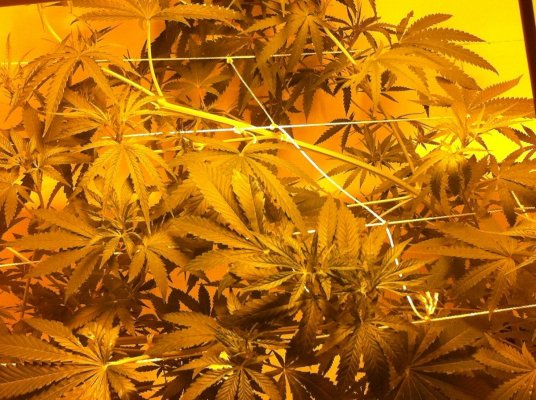 Mekong high & allkush in coco 2nd grow