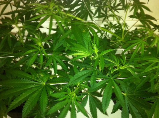Mekong high & allkush in coco 2nd grow