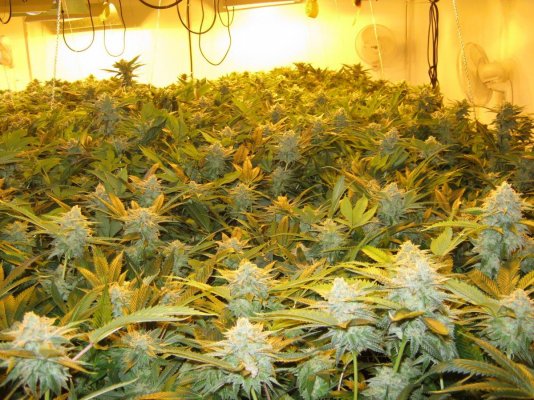 Silver Back OG ..& ..The Flame OG... 7 gallon Smart pots Roots Organic soil..