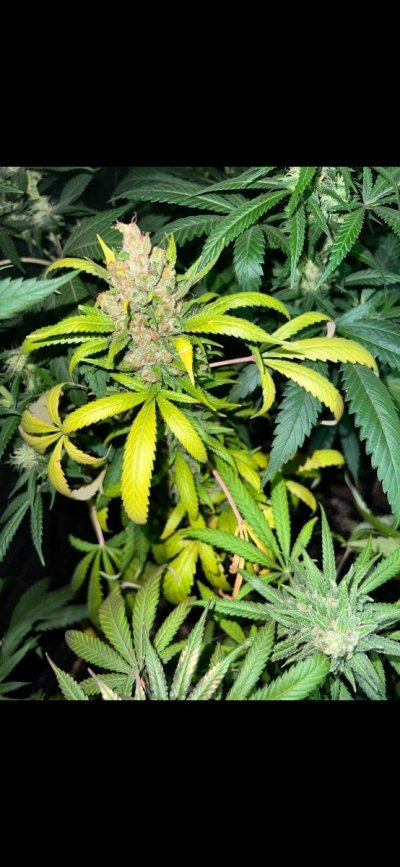 Late flower plant is confusing me