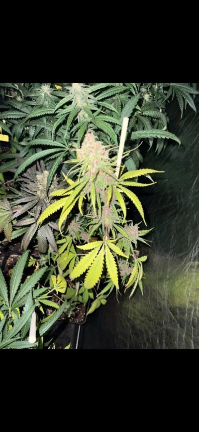 late-flower-plant-is-confusing-me-9.jpg