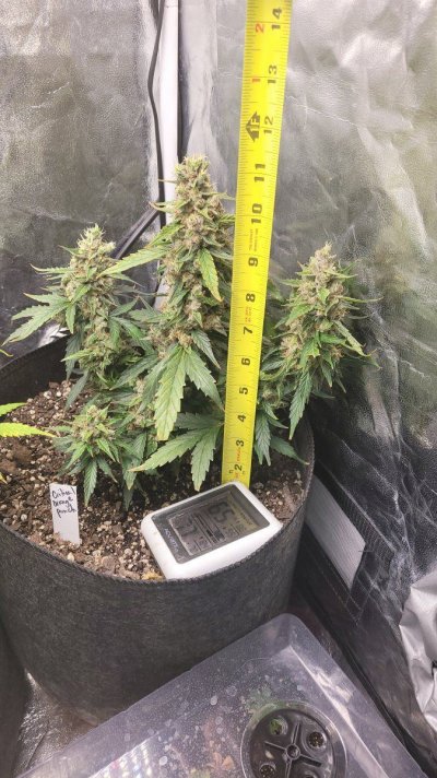 Auto fem seeds