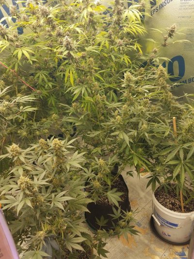 Auto fem seeds