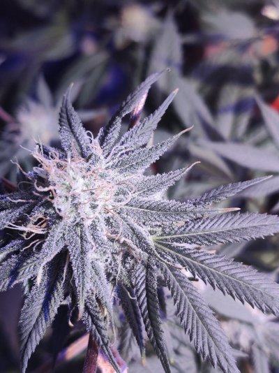 Not sure if this is heat or nutrient problem, help!