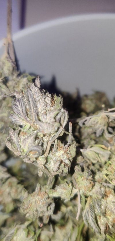 Kush's,clones,cookies,green queens....these are some of my favorite things!