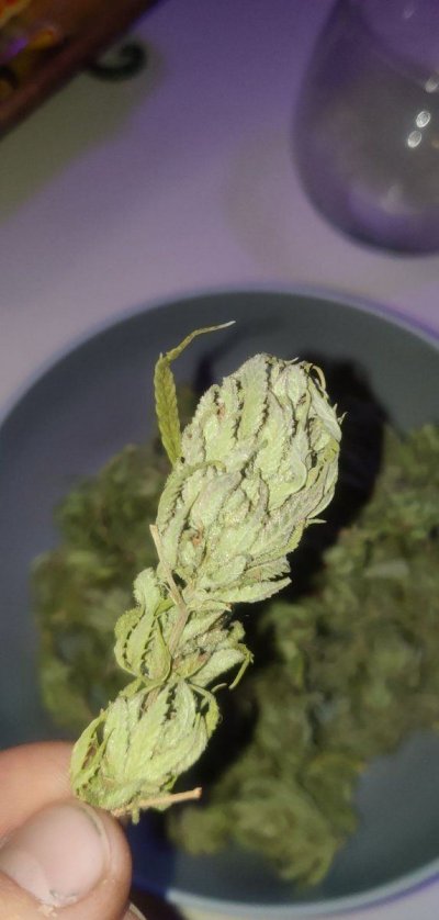 Kush's,clones,cookies,green queens....these are some of my favorite things!