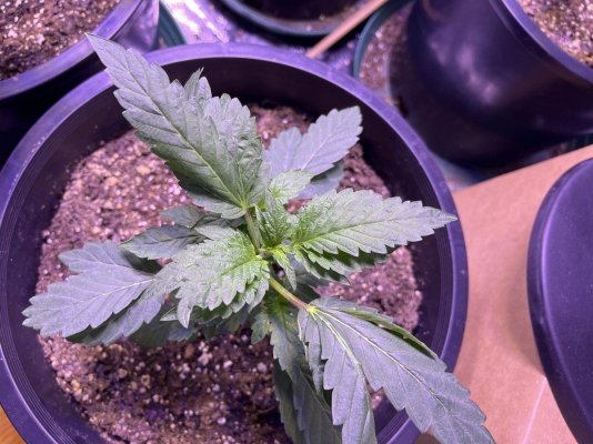 weird-leaves-growing-leaves-help-2.jpg