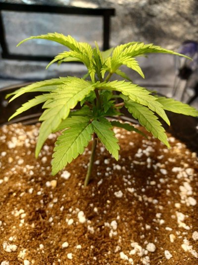 first-time-using-coco-any-ideas-on-if-its-over-watering-or-is-it-the-strain-4.jpg