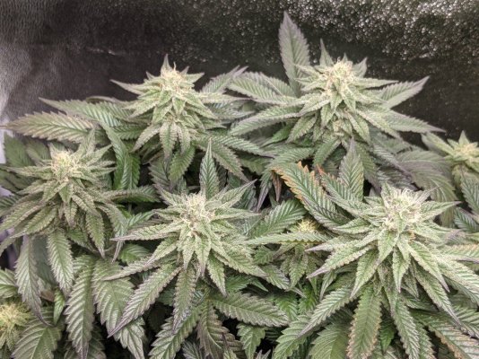Anyone ever heard of Nudes Seeds?