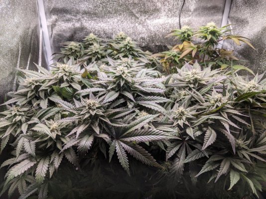 Anyone ever heard of Nudes Seeds?