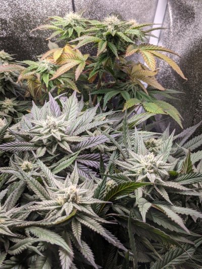 Anyone ever heard of Nudes Seeds?