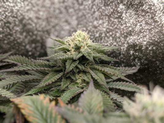 Anyone ever heard of Nudes Seeds?