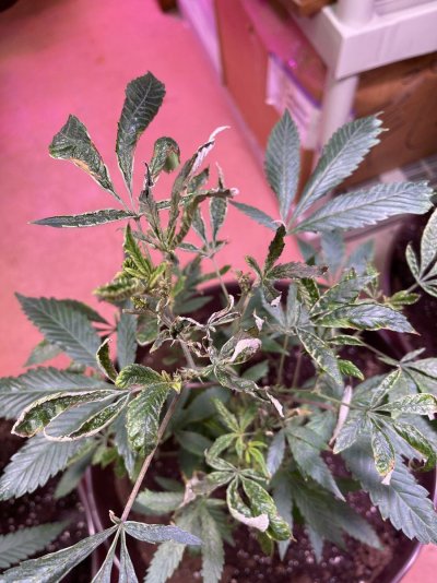 need-help-with-cannabis---510-stopped-growing-but-wont-die-3.jpeg