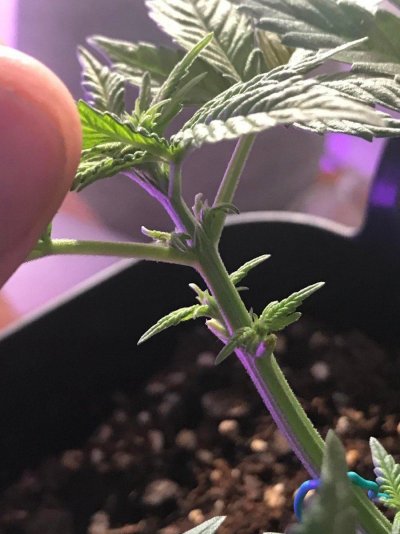 Micro grow gender questions and oddities