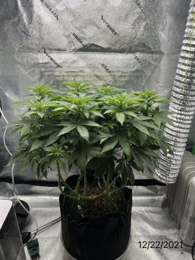 First Indoor Grow Mainline - Deficiency or Toxicity?