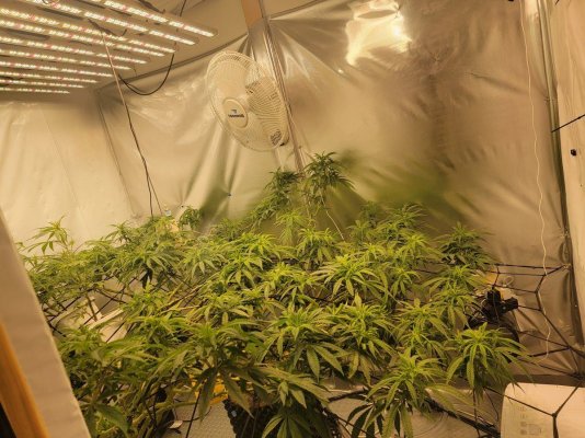 What are these thin fan leaves? 120+days in veg