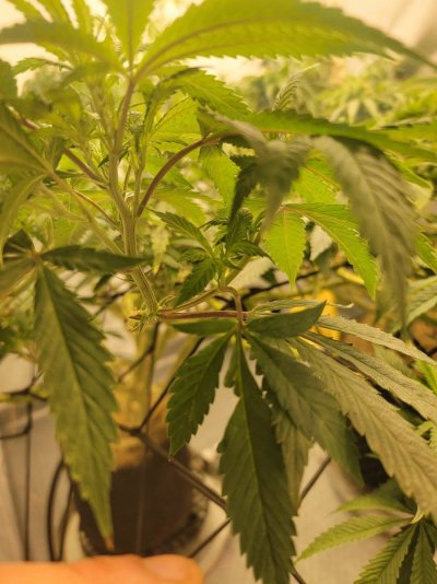 What are these thin fan leaves? 120+days in veg