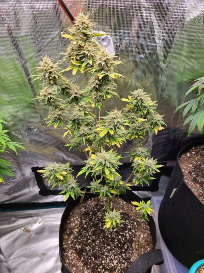 SativaBob's grow room garden diary