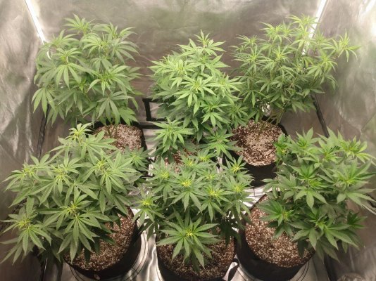 Toms bag seed veg and flower tents