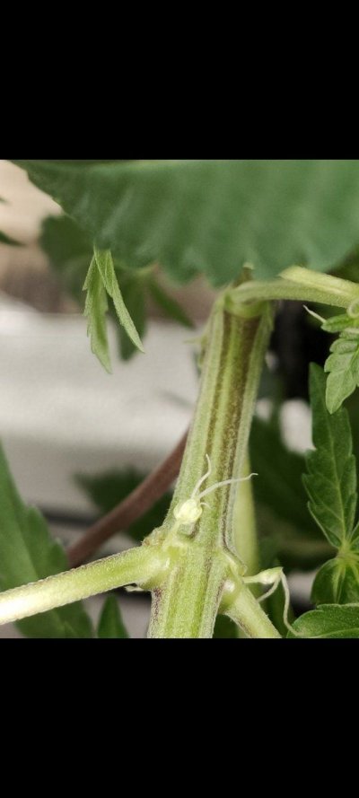 1st timer seedling looking funny
