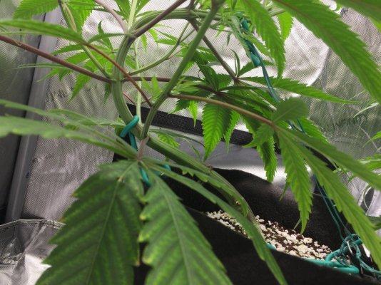 **First Grow** (PUDC, Sour Power) Pt.2- Spider Farmer SE5000 Journal