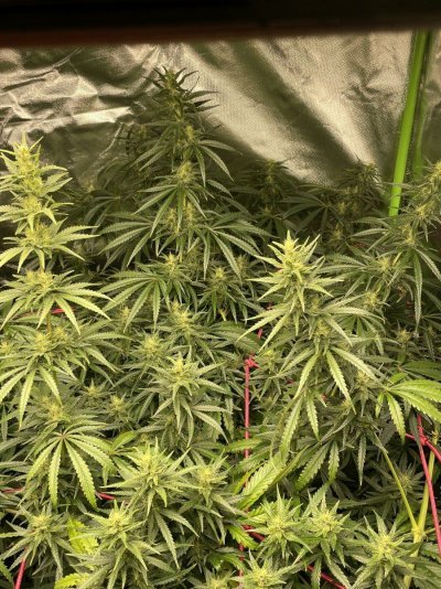 First dwc grow. gorilla glue ??