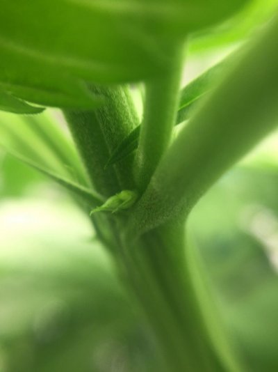 Male, Female, Hermie or Too Early to Tell?