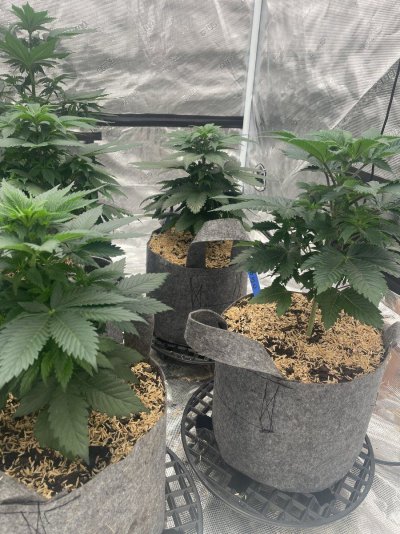 First grow, first diary. We are In Utero.