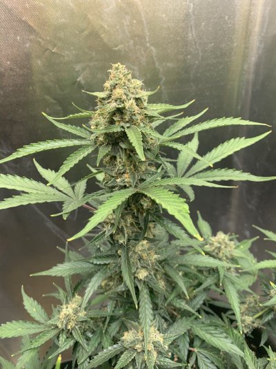 Help me guess my harvest yield