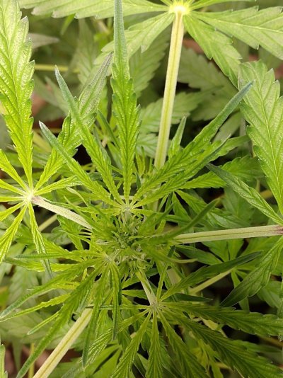 Northern lights week 8 no flowers