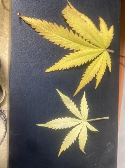 more nute's or try some cal-mag ?