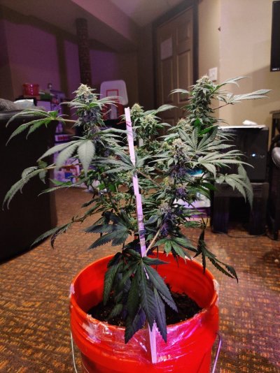 6 weeks into flowering...now what to do about these nanners....