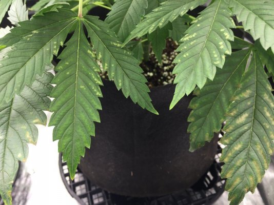 **First Grow** (PUDC, Sour Power) Pt.2- Spider Farmer SE5000 Journal