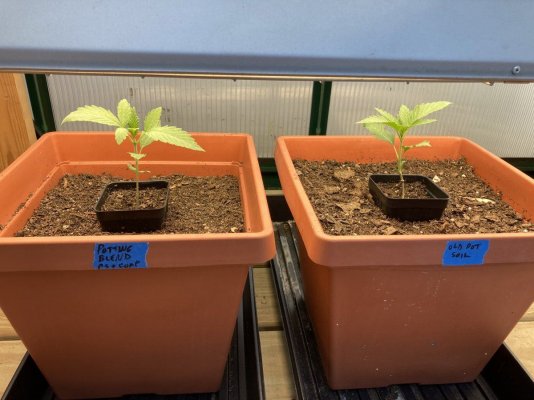 My Grow Diary. First timer. Here goes.