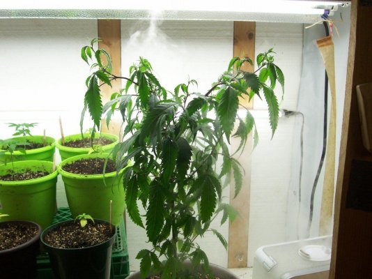 seeds-growing-on-vegging-plant-5.jpg