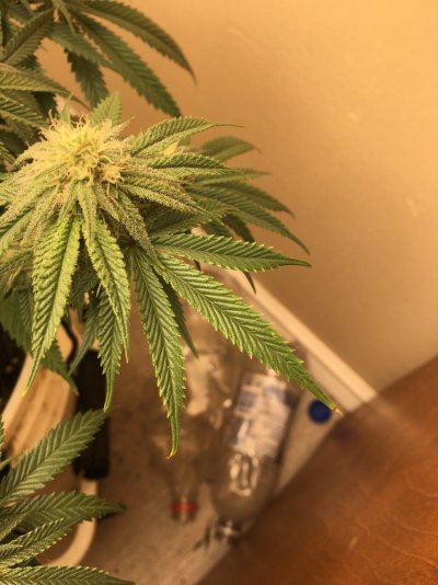 pistils-turning-brown-please-help.jpeg